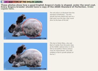 Article about English Angora body type.