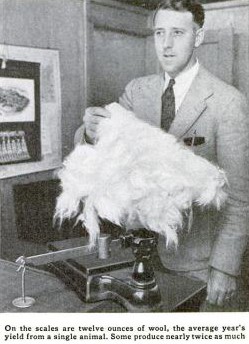 Weighing Angora rabbit wool.