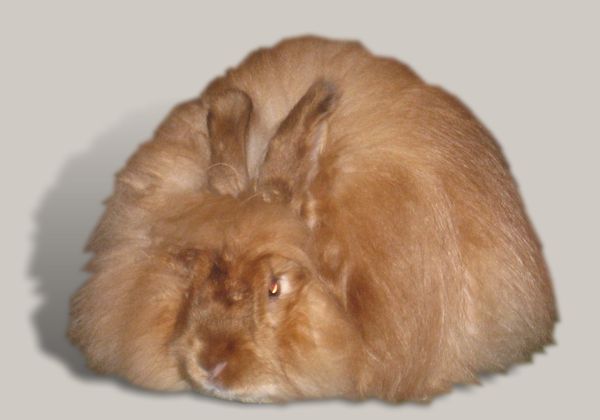 Satin Angora rabbit bred by Caroline Waskow