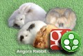 Angora Rabbits on Google Plus