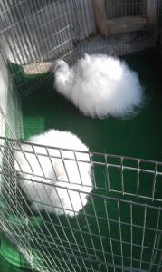 Angora Rabbits in Playpen
