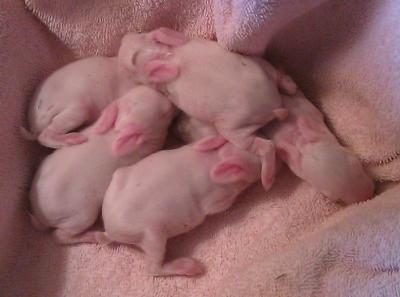 5 Days Old