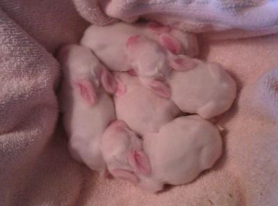6 Days Old