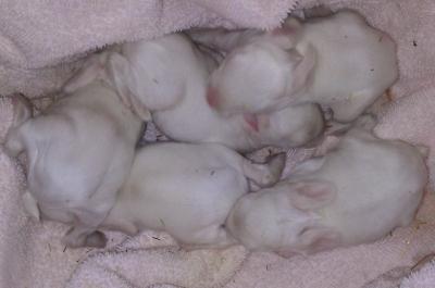 7 Days Old