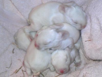 8 Days Old