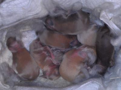 4 Days Old