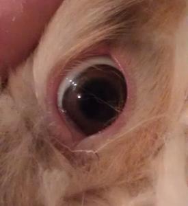 Chocolate tort's eye