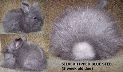 Silver tipped blue steel