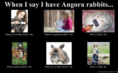 I have Angoras